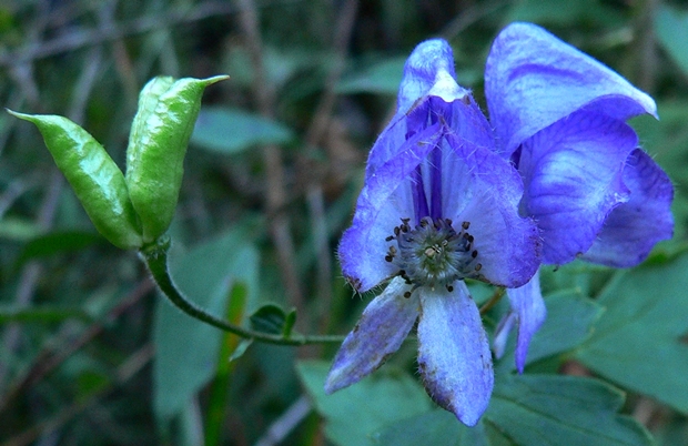 {Aconitum uncinatum}